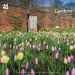 National Trust, Gardens Calendar 2025,