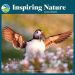 RSPB Inspiring Nature Calendar 2025