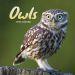 Owls Mini Calendar 2025,