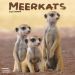 Meerkats Wall Calendar 2025