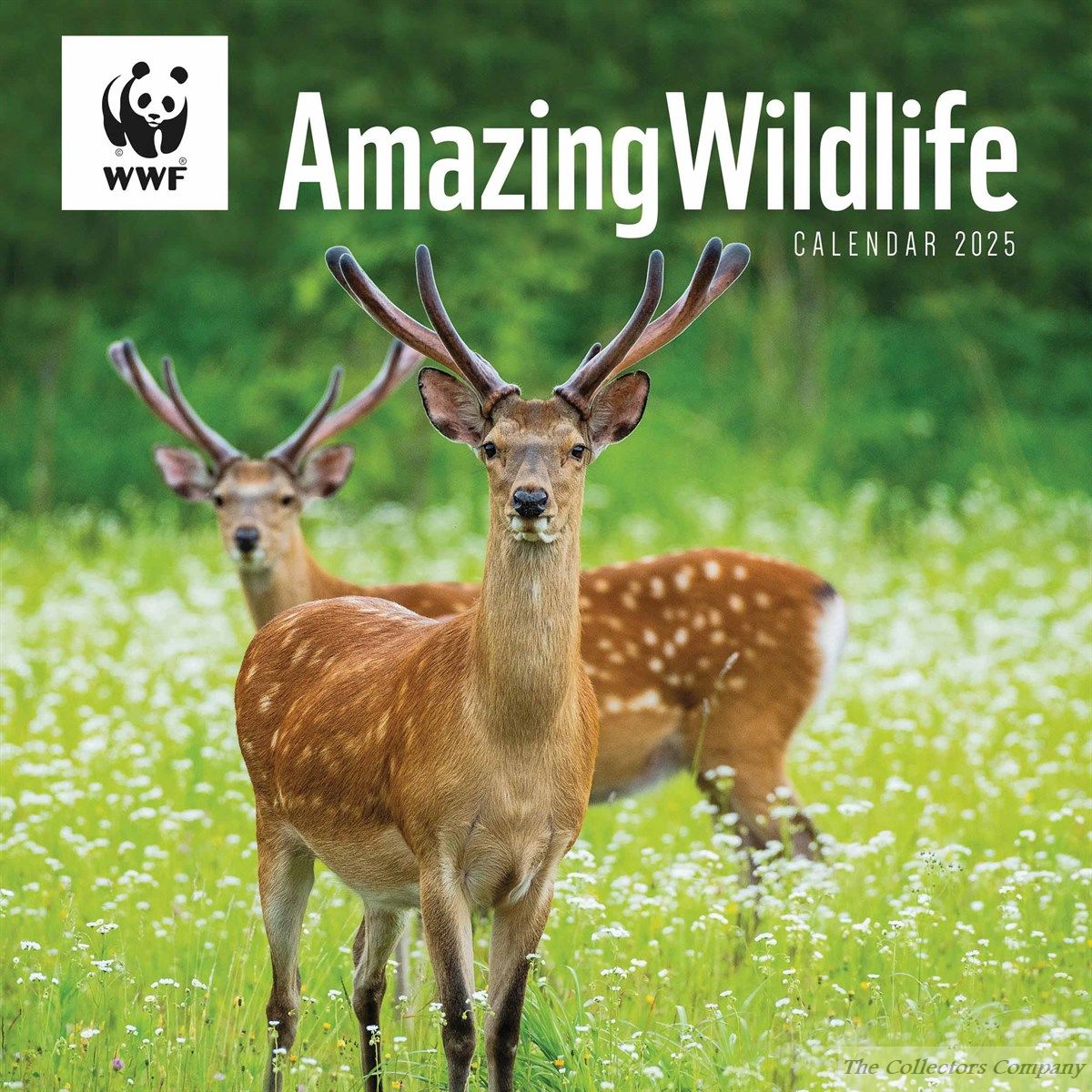 WWF Amazing Wildlife Calendar 2025,