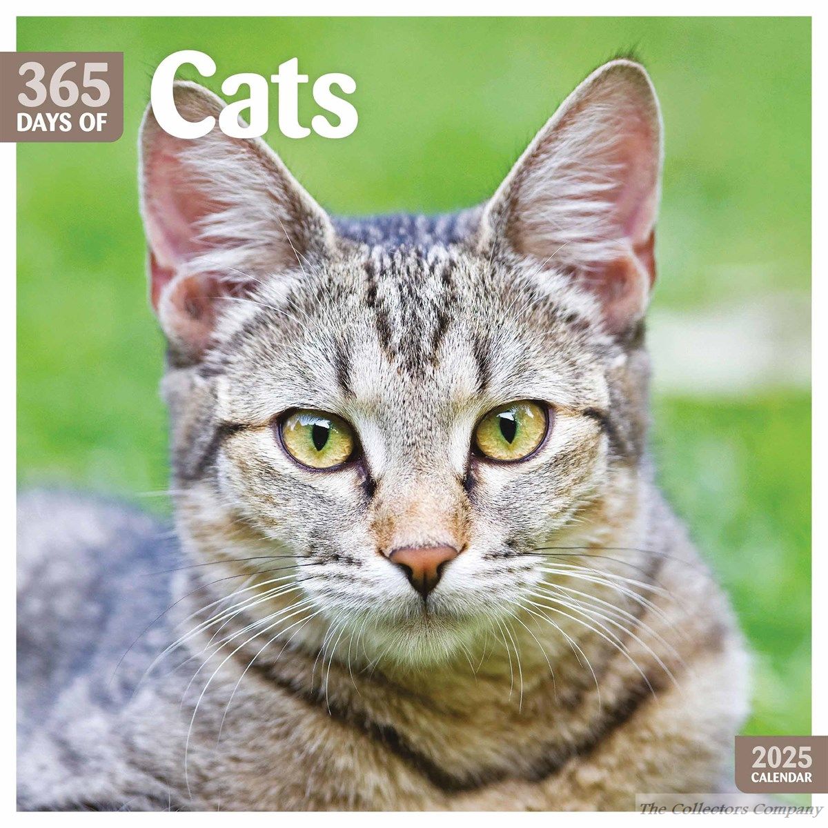 366 Days of Cats Calendar 2025