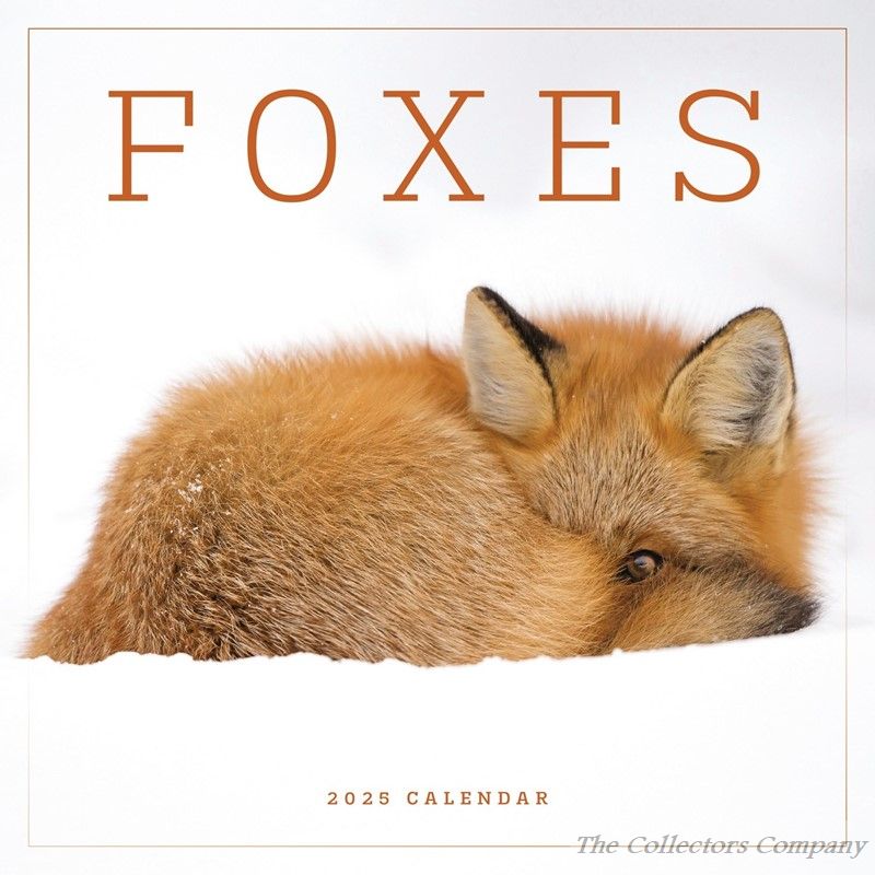 Foxes Wall Calendar 2025