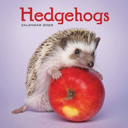 Hedgehogs Calendar 2025