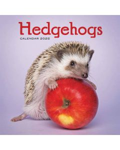 Hedgehogs Calendar 2025