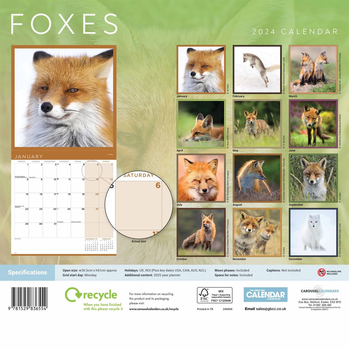 Foxes Wall Calendar 2024 by Carousel Calendars 240594